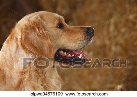 Golden Retriever, male, animal portrait, side view View Large Photo Image Stock Photo - Golden Retriever, male, animal portrait, side view. Fotosearch