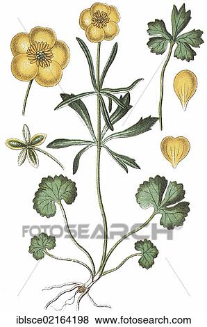Stock Photo - Goldilocks buttercups (Ranunculus auricomus agg. ), medicinal plant, crop plant, chromolithography, about 1870. Fotosearch