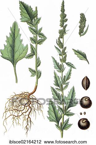 Stock Image - Goosefoot (Chenopodium agreste), medicinal plant, crop plant, chromolithography, about 1870. Fotosearch