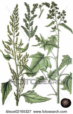 Goosefoot (Chenopodium stramonifolium), left, City Goosefoot (Chenopodium urbicum), right, medicinal plant, useful plant, chromolithograph, circa 1790 View Large Photo Image Stock Photo - Goosefoot (Chenopodium stramonifolium), left, City Goosefoot (Chenopodium urbicum), right, medicinal plant, useful plant, chromolithograph, circa 1790. Fotosearch