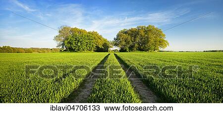 Grain field with Bronze Age burial mounds in spring, fresh green, tractor track leads into the picture, Woorker Berge, the largest continuous hill grave field in northern Germany, near Bergen, Rügen Island, Mecklenburg-Western Pomerania, Germany, Europe View Large Photo Image Stock Image - Grain field with Bronze Age burial mounds in spring, fresh green, tractor track leads into the picture, Woorker Berge, the largest continuous hill grave field in northern Germany, near Bergen, Rügen Island, Mecklenburg-Western Pomerania, Germany, Europe. Fotosearch