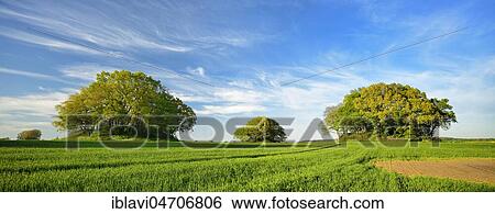 Grain field with Bronze Age burial mounds in spring, fresh green, Woorker Berge, the largest continuous burial ground in northern Germany, near Bergen, Rügen Island, Mecklenburg-Western Pomerania, Germany, Europe View Large Photo Image Stock Photograph - Grain field with Bronze Age burial mounds in spring, fresh green, Woorker Berge, the largest continuous burial ground in northern Germany, near Bergen, Rügen Island, Mecklenburg-Western Pomerania, Germany, Europe. Fotosearch