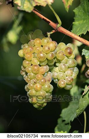 Grapevine (Vitis vinifera), grapes, Pfalz, Palatinate, Germany, Europe View Large Photo Image Picture - Grapevine (Vitis vinifera), grapes, Pfalz, Palatinate, Germany, Europe. Fotosearch