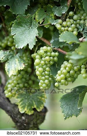 Stock Image - Grapevine (Vitis vinifera), grapes, Pfalz, Palatinate, Germany, Europe. Fotosearch