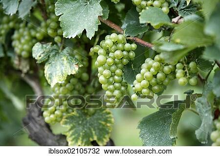 Grapevine (Vitis vinifera), grapes, Pfalz, Palatinate, Germany, Europe View Large Photo Image Stock Image - Grapevine (Vitis vinifera), grapes, Pfalz, Palatinate, Germany, Europe. Fotosearch