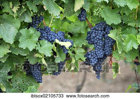 Stock Image - Grapevine (Vitis vinifera), grapes, Pfalz, Palatinate, Germany, Europe. Fotosearch