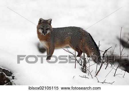 Gray Fox (Urocyon cinereoargenteus), adult, searching for food in the snow, Montana, USA, North America View Large Photo Image Stock Photography - Gray Fox (Urocyon cinereoargenteus), adult, searching for food in the snow, Montana, USA, North America. Fotosearch