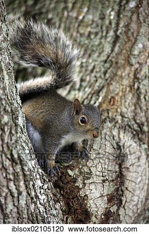 Stock Image - Gray Squirrel (Sciurus carolinensis), adult on a tree, Miami, Florida, USA, North America. Fotosearch