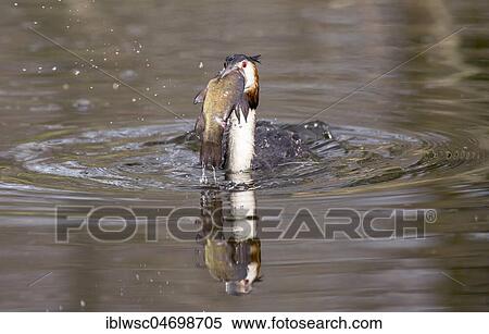 Great crested grebe (Podiceps cristatus), with captured fish in its beak, Nettetal, North Rhine-Westphalia, Germany, Europe View Large Photo Image Stock Photography - Great crested grebe (Podiceps cristatus), with captured fish in its beak, Nettetal, North Rhine-Westphalia, Germany, Europe. Fotosearch