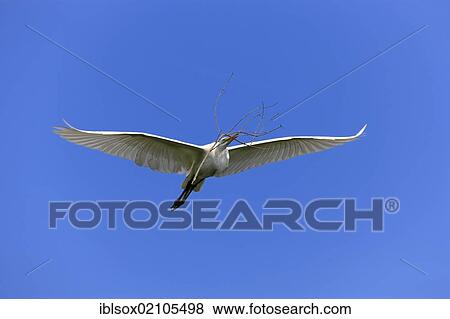 Great egret (Egretta alba), adult, in flight, with nesting material, blue sky, Florida, USA, North America View Large Photo Image Stock Photo - Great egret (Egretta alba), adult, in flight, with nesting material, blue sky, Florida, USA, North America. Fotosearch