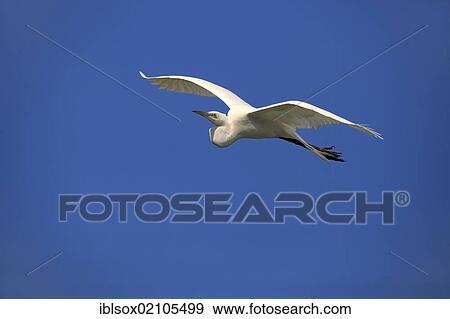 Stock Photo - Great egret (Egretta alba), adult, in flight, blue sky, Florida, USA, North America. Fotosearch