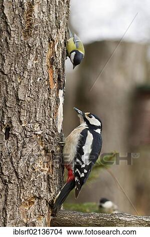 Great spotted woodpecker (Dendrocopos major) on a tree, Bad Sooden-Allendorf, Hesse, Germany, Europe View Large Photo Image Picture - Great spotted woodpecker (Dendrocopos major) on a tree, Bad Sooden-Allendorf, Hesse, Germany, Europe. Fotosearch