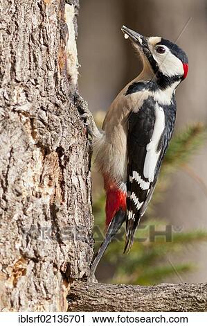 Great spotted woodpecker (Dendrocopos major) on a tree, Bad Sooden-Allendorf, Hesse, Germany, Europe View Large Photo Image Stock Image - Great spotted woodpecker (Dendrocopos major) on a tree, Bad Sooden-Allendorf, Hesse, Germany, Europe. Fotosearch