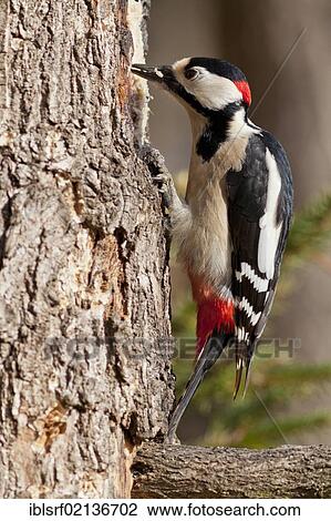 Great spotted woodpecker (Dendrocopos major) on a tree, Bad Sooden-Allendorf, Hesse, Germany, Europe View Large Photo Image Stock Image - Great spotted woodpecker (Dendrocopos major) on a tree, Bad Sooden-Allendorf, Hesse, Germany, Europe. Fotosearch