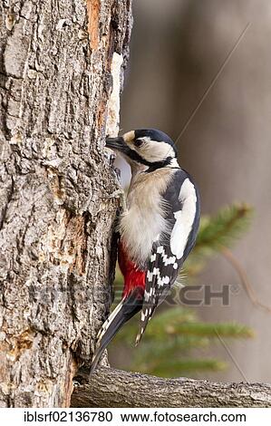 Great spotted woodpecker (Dendrocopos major) on a tree, Bad Sooden-Allendorf, Hesse, Germany, Europe View Large Photo Image Stock Image - Great spotted woodpecker (Dendrocopos major) on a tree, Bad Sooden-Allendorf, Hesse, Germany, Europe. Fotosearch