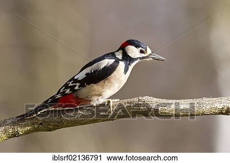 Great spotted woodpecker (Dendrocopos major), perched, Bad Sooden-Allendorf, Hesse, Germany, Europe View Large Photo Image Stock Image - Great spotted woodpecker (Dendrocopos major), perched, Bad Sooden-Allendorf, Hesse, Germany, Europe. Fotosearch