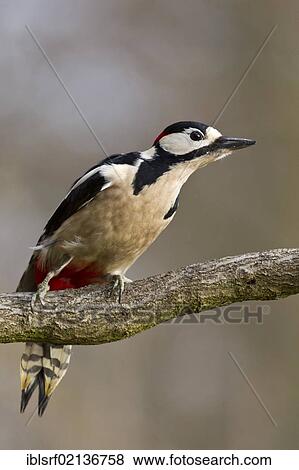 Great spotted woodpecker (Dendrocopos major), perched, Bad Sooden-Allendorf, Hesse, Germany, Europe View Large Photo Image Stock Photo - Great spotted woodpecker (Dendrocopos major), perched, Bad Sooden-Allendorf, Hesse, Germany, Europe. Fotosearch