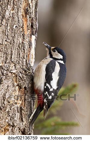 Great spotted woodpecker (Dendrocopos major) on a tree, Bad Sooden-Allendorf, Hesse, Germany, Europe View Large Photo Image Stock Photo - Great spotted woodpecker (Dendrocopos major) on a tree, Bad Sooden-Allendorf, Hesse, Germany, Europe. Fotosearch