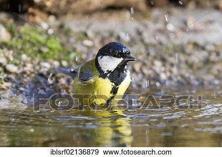Great Tit (Parus major) bathing, Bad Sooden-Allendorf, Hesse, Germany, Europe View Large Photo Image Stock Photo - Great Tit (Parus major) bathing, Bad Sooden-Allendorf, Hesse, Germany, Europe. Fotosearch