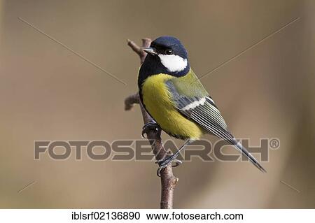 Great Tit (Parus major) on a branch, Bad Sooden-Allendorf, Hesse, Germany, Europe View Large Photo Image Stock Image - Great Tit (Parus major) on a branch, Bad Sooden-Allendorf, Hesse, Germany, Europe. Fotosearch