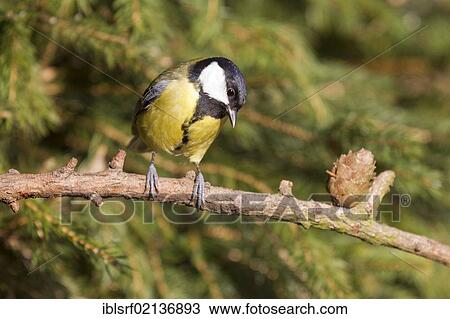 Great Tit (Parus major) on a branch, Bad Sooden-Allendorf, Hesse, Germany, Europe View Large Photo Image Stock Image - Great Tit (Parus major) on a branch, Bad Sooden-Allendorf, Hesse, Germany, Europe. Fotosearch