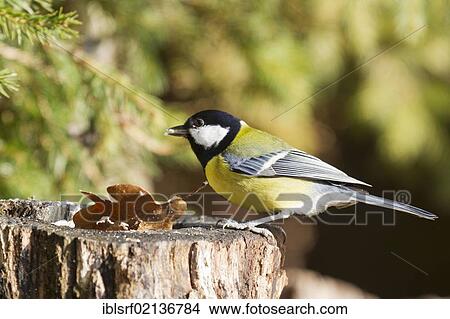 Great tit (Parus major) on a tree stump, Bad Sooden-Allendorf, Hesse, Germany, Europe View Large Photo Image Picture - Great tit (Parus major) on a tree stump, Bad Sooden-Allendorf, Hesse, Germany, Europe. Fotosearch