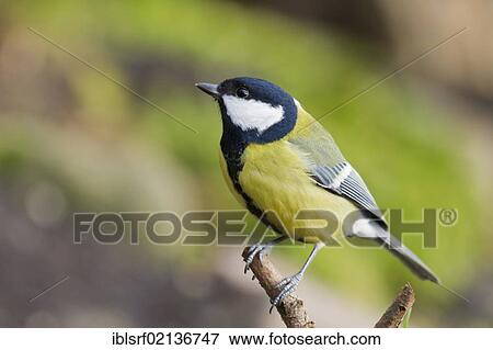 Great tit (Parus major), perched, Bad Sooden-Allendorf, Hesse, Germany, Europe View Large Photo Image Stock Photo - Great tit (Parus major), perched, Bad Sooden-Allendorf, Hesse, Germany, Europe. Fotosearch