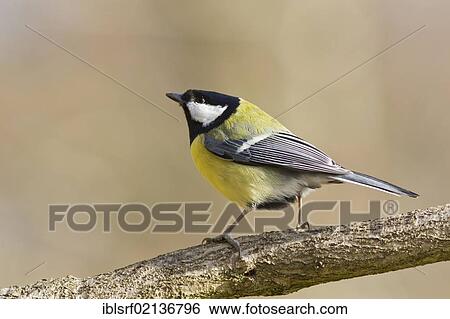 Great tit (Parus major), perched, Bad Sooden-Allendorf, Hesse, Germany, Europe View Large Photo Image Stock Photograph - Great tit (Parus major), perched, Bad Sooden-Allendorf, Hesse, Germany, Europe. Fotosearch