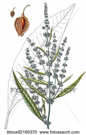 Stock Image - Great Water Dock (Rumex hydrolapathum), medicinal and useful plant, chromolithograph, circa 1790. Fotosearch