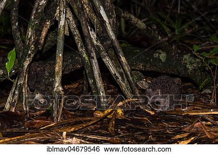 Greater hedgehog tenrec (Setifer setosus) between tree roots, rainforest, Akanin'ny nofy, Toamasina, Eastern Madagascar, Madagascar, Africa View Large Photo Image Stock Photograph - Greater hedgehog tenrec (Setifer setosus) between tree roots, rainforest, Akanin'ny nofy, Toamasina, Eastern Madagascar, Madagascar, Africa. Fotosearch