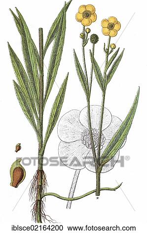 Greater spearwort (Ranunculus lingua), medicinal plant, crop plant, chromolithography, about 1870 View Large Photo Image Stock Image - Greater spearwort (Ranunculus lingua), medicinal plant, crop plant, chromolithography, about 1870. Fotosearch