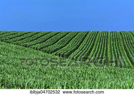 Green field of maize and blue sky, Liamgne plain, Puy de Dome department, Auvergne Rhône Alpes, France, Europe View Large Photo Image Stock Image - Green field of maize and blue sky, Liamgne plain, Puy de Dome department, Auvergne Rhône Alpes, France, Europe. Fotosearch