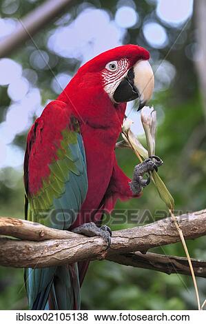 Stock Photo - Green Macaw (Ara chloroptera), adult, perched on the branch of a tree, eating, in captivity, Florida, USA, North America. Fotosearch