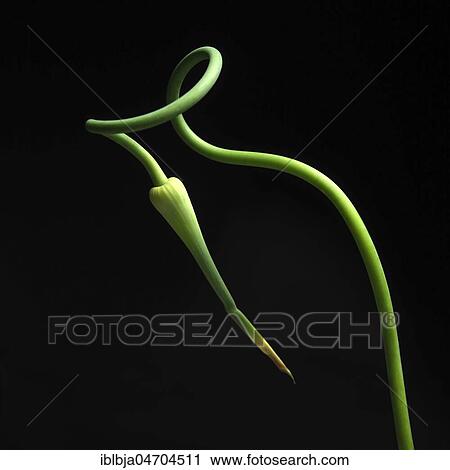 Green plant stem contorting, studio shot, still View Large Photo Image Stock Image - Green plant stem contorting, studio shot, still. Fotosearch