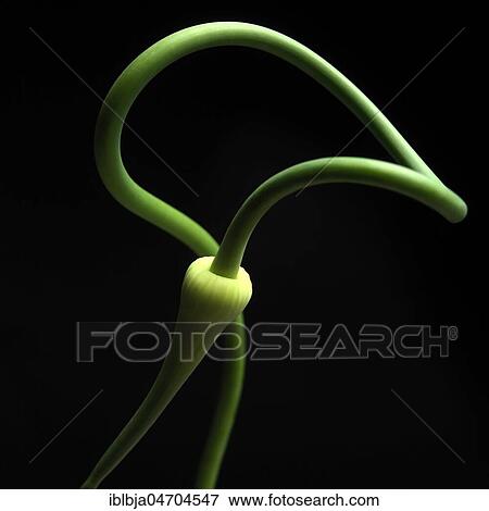 Stock Photo - Green plant stem contorting, studio shot, still. Fotosearch