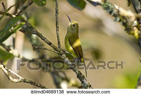 Green-tailed Sunbird (Aethopyga nipalensis angkanensis), female, sitting on branch in tree, Doi Inthanon, Chiang Mai Province, Thailand, Asia View Large Photo Image Stock Photo - Green-tailed Sunbird (Aethopyga nipalensis angkanensis), female, sitting on branch in tree, Doi Inthanon, Chiang Mai Province, Thailand, Asia. Fotosearch