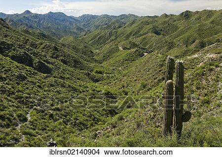 Picture - Green valley with cacti, Sierras de Chavez, San Juan, Argentina, South America. Fotosearch