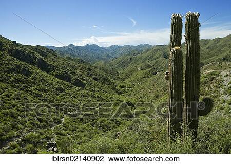 Stock Image - Green valley with cacti, Sierras de Chavez, San Juan, Argentina, South America. Fotosearch