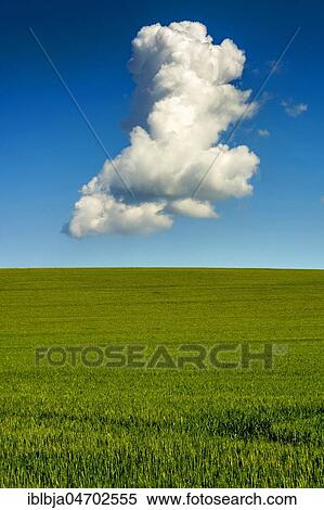 Green wheat field and a single cloud on blue sky, Puy de Dome, Auvergne Rhône Alpes, France, Europe View Large Photo Image Stock Photography - Green wheat field and a single cloud on blue sky, Puy de Dome, Auvergne Rhône Alpes, France, Europe. Fotosearch