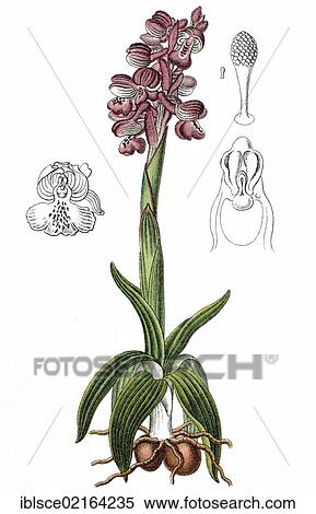 Stock Photography - Green-winged orchid (Orchis morio), medicinal plant, crop plant, chromolithography, about 1870. Fotosearch