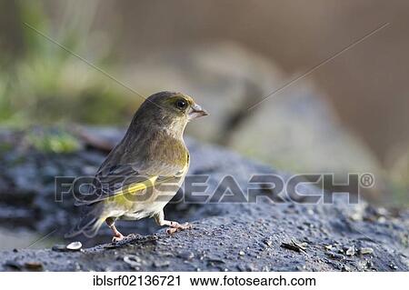 Greenfinch (Carduelis chloris) at the feeding site, Bad Sooden-Allendorf, Hesse, Germany, Europe View Large Photo Image Stock Image - Greenfinch (Carduelis chloris) at the feeding site, Bad Sooden-Allendorf, Hesse, Germany, Europe. Fotosearch
