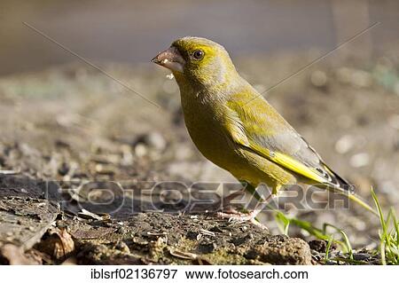 Greenfinch (Carduelis chloris) at the feeding site, Bad Sooden-Allendorf, Hesse, Germany, Europe View Large Photo Image Stock Photo - Greenfinch (Carduelis chloris) at the feeding site, Bad Sooden-Allendorf, Hesse, Germany, Europe. Fotosearch