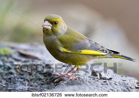 Greenfinch (Carduelis chloris) at the feeding site, Bad Sooden-Allendorf, Hesse, Germany, Europe View Large Photo Image Stock Photograph - Greenfinch (Carduelis chloris) at the feeding site, Bad Sooden-Allendorf, Hesse, Germany, Europe. Fotosearch