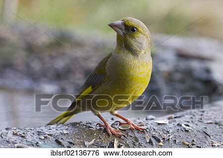 Greenfinch (Carduelis chloris) at the feeding site, Bad Sooden-Allendorf, Hesse, Germany, Europe View Large Photo Image Stock Photograph - Greenfinch (Carduelis chloris) at the feeding site, Bad Sooden-Allendorf, Hesse, Germany, Europe. Fotosearch