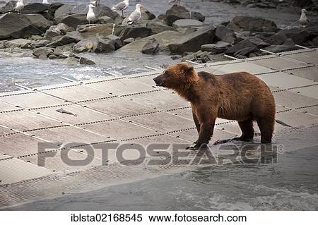 Grizzly Bear (Ursus arctos horribilis), near a salmon farm in Valdez, Alaska, USA, North America View Large Photo Image Stock Photography - Grizzly Bear (Ursus arctos horribilis), near a salmon farm in Valdez, Alaska, USA, North America. Fotosearch