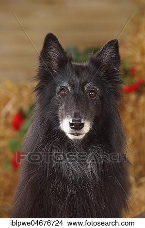 Picture - Groenendael, female, 9 years old dog, animal portrait. Fotosearch
