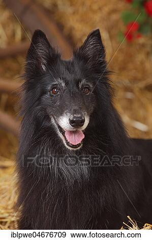 Stock Photo - Groenendael, female, 9 years old dog, animal portrait. Fotosearch