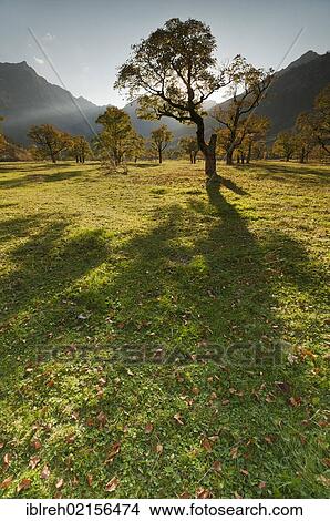 Picture - Grosser Ahornboden, Big Maple Plain, Karwendel Mountains, Tyrol, Austria, Europe. Fotosearch