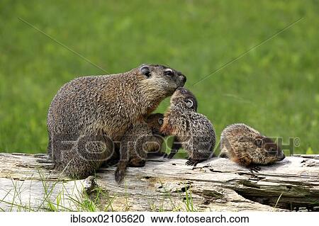 Groundhog, Woodchuck (Marmota monax), mother with young, social behavior, Minnesota, USA, North America View Large Photo Image Stock Image - Groundhog, Woodchuck (Marmota monax), mother with young, social behavior, Minnesota, USA, North America. Fotosearch