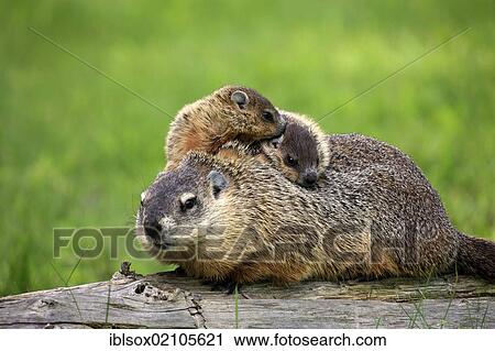 Groundhog, Woodchuck (Marmota monax), mother with young, social behavior, Minnesota, USA, North America View Large Photo Image Stock Image - Groundhog, Woodchuck (Marmota monax), mother with young, social behavior, Minnesota, USA, North America. Fotosearch